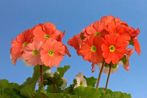 German Primrose, poison primrose (Primula obconica)