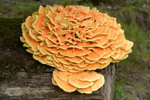Sulphur Polypore (Laetiporus sulphureus), Bavaria, Germany, Europe