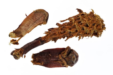 Cones of scots pine (Pinus sylvestris), stripped by red eurasian red squirrel (Sciurus vulgaris),