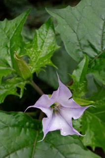Datura (datura) herb, jimson weed (Datura stramonium) in flower