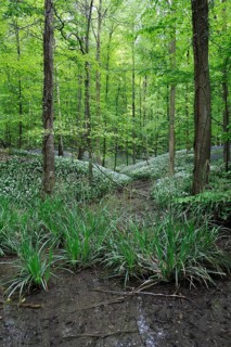 Forest brook in spring with Wild garlic (Allium ursinum), Ramsons and Bluebells (Hyacinthoides