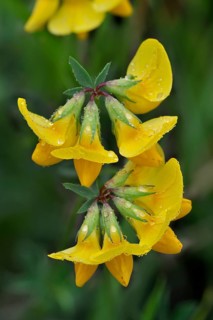 Horseshoe vetch (Hippocrepis comosa), Crested horseshoe clover, Butterfly plant, Horseshoe vetch in