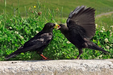 Alpine chough, yellow-billed chough (Pyrrhocorax graculus) feeding young birds in the Alps