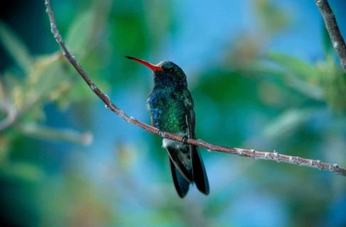 Broad-billed Hummingbird (Cynanthus latirostris), male, Sonora desert, Arizona, USA,