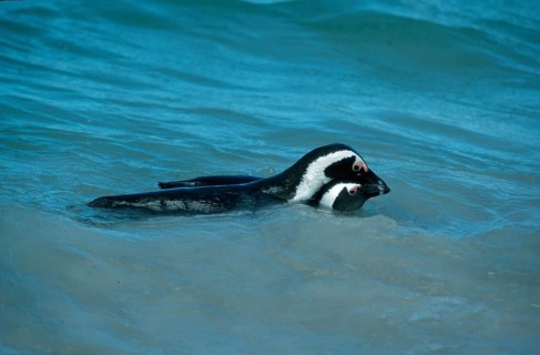 African penguins (Spheniscus demersus), pair, courting, Boulders Beach, South Africa, Africa