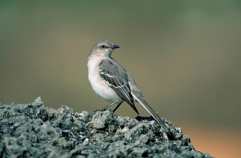 Northrn Mockingbird, Florida, USA (Mimus polyglottus), Mockingbird, Florida, USA, North America