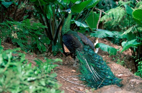 Green Peafowl (Pavo muticus), male, Aehrentraegerpfau, maennlich, Ährenträgerpfau, Asien, asia,