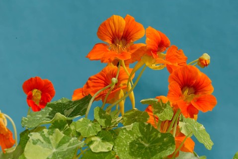 Garden nasturtium (Tropaeolum majus), flowers, ornamental plants, Nasturtium family, Tropaeolaceae,