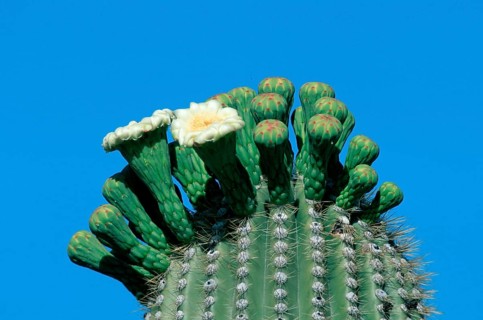 Saguaro (Carnegiea gigantea) Cacti, Arizona, USA (Cereus giganteus)