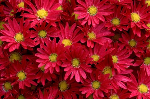 Bushy Aster (Aster dumosus)