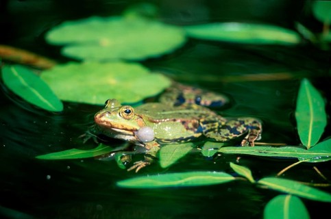 Edible Frog (Rana esculenta), Germany, frogs, Europe
