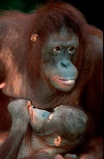 Bornean orangutan (Pongo pygmaeus), female with young, female with young