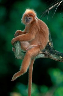 Red Langur, male (Presbytis melalophus), Roter Langur, maennlich /