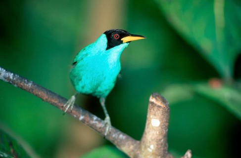 Green Honeycreeper (Chlorophanes spiza), Asa Wright nature centre, Trinidad