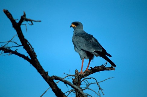 Pale song goshawk, Samburu Game Reserve, Kenya, pale chanting goshawk (Melierax canorus), Samburu