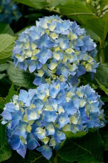 Hortensia (Hydrangea macrophylla)