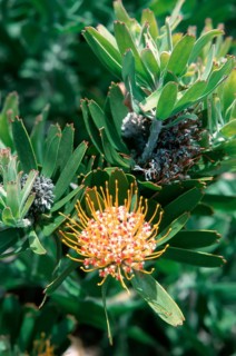 Tuffed Pincushion (Leucospermum), pincushion
