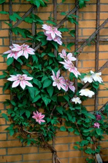 clematis
