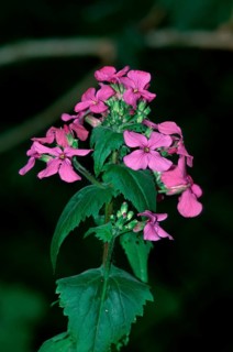 Perennial perennial honesty (Lunaria rediviva), Germany, Europe