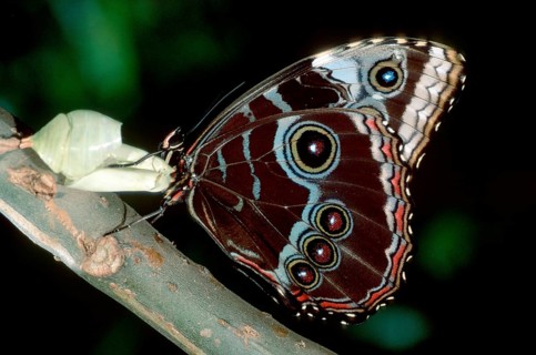 Morpho Butterfly, Costa peleides blue morpho (Morpho peleides), morpho butterfly, lateral, side