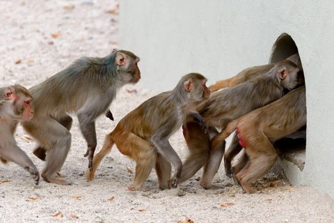Rhesus (Macaca mulatta) Monkeys, going into shelter, zoo