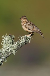 Woodlark (Lullula arborea), lark, larks, lateral, Portugal, Europe