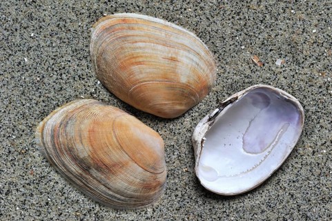 Carpet shell, Carpet shells, Other animals, Shells, Animals, Molluscs, Pullet carpet shells