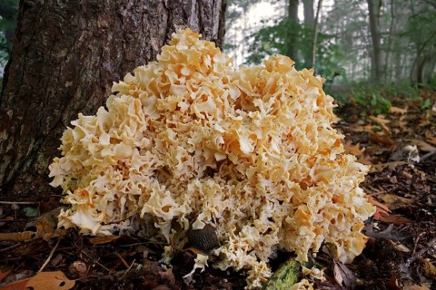 Wood cauliflower fungus (Wood Cauliflower crispa), Fat hen, Mushroom, Cauliflower fungus