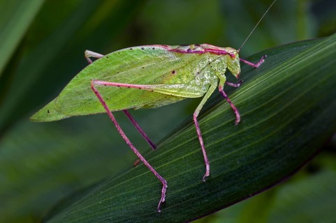 Orophus tesselatus, Other animals, Insects, Animals, Leaf-mimic katydid (Orophus tesselatus) on