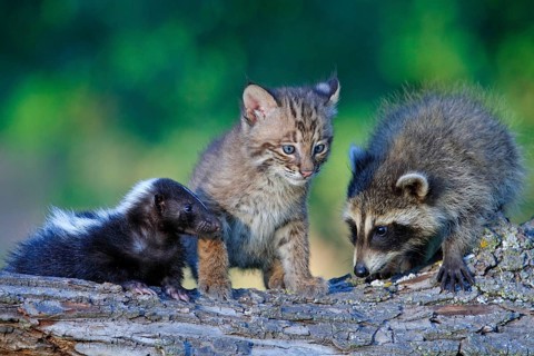 Bobcat (Lynx rufus), Raccoon (Procyon lotor) and skunk, kitten (Felis rufa), raccoon, Striped skunk