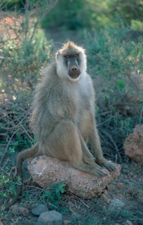 Yellow Baboon (Papio cynocephalus), Amboseli national park, Kenya, Africa