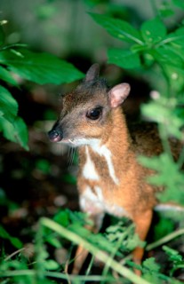 Lesser Malay Mouse Deer (Tragulus javanicus)