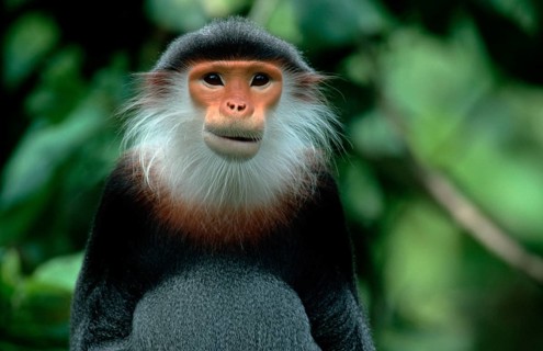 Red-shanked Douc (Pygathrix nemaeus) Langur