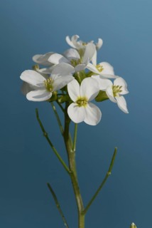 Rockcress (Arabis caucasica)