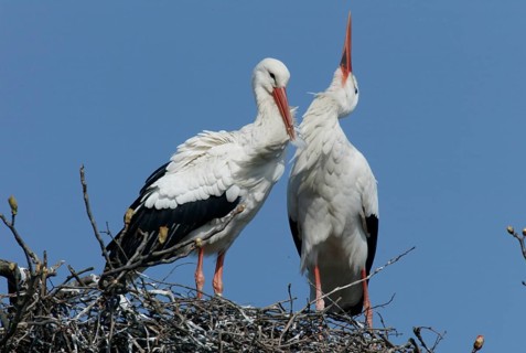 White Storks (Ciconia ciconia), pair, Germany, Europe