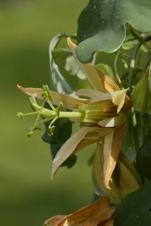Passion Vine (Passiflora aurantia) Flower, blossom