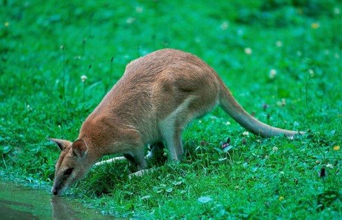 Agile Wallaby (Macropus agilis), side