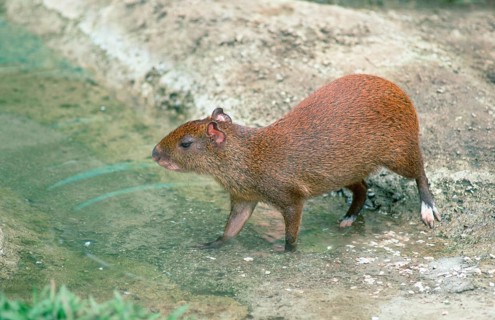 Central American (Agouti) (Dasyprocta punctatus)