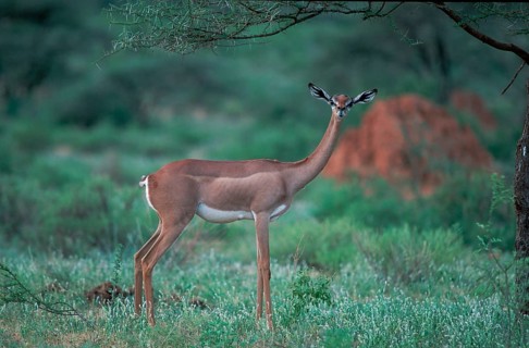 Gerenuk (Litocranius walleri), female, Samburu Game Reserve, Kenya, Africa