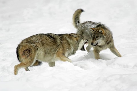 Gray wolves (Canis lupus), dominance behaviour