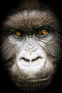 Close up of the face of a Silverback Mountain Gorilla (Gorilla beringei beringei), from the Susa