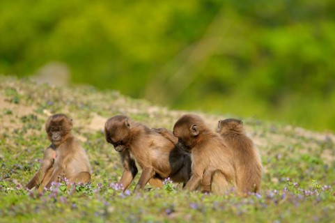 Djeladas (Theropithecus gelada) young, blood-breasted baboon