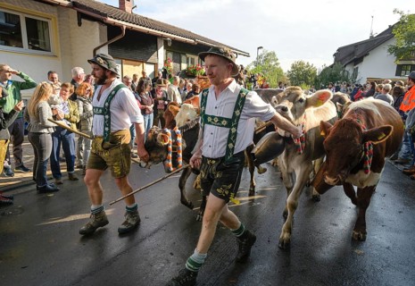 16. 09. 2022. Almabtrieb, cattle seperation in Thalkirchdorf, Markt Oberstaufen, Allgäu, Bavaria,