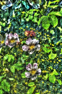 Dog rose (Rosa canina), dog rose, dog rose, heather rose, hagrose, oil painting-like photograph,