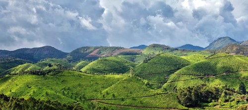 Kerala India travel background, panorama green tea plantations in Munnar with low clouds, Kerala,