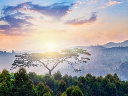 Lonely tree on sunrise in hills. Kerala, India. With lens flare