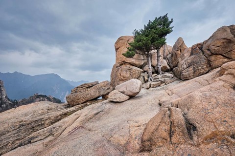 Rock with pine trees in cloudy weather. Seoraksan National Park, South Korea, Asia