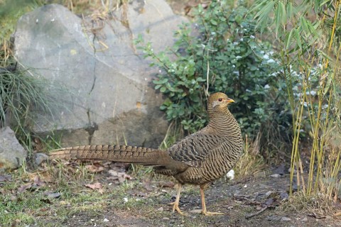 Golden pheasant (Chrysolophus pictus), female, captive