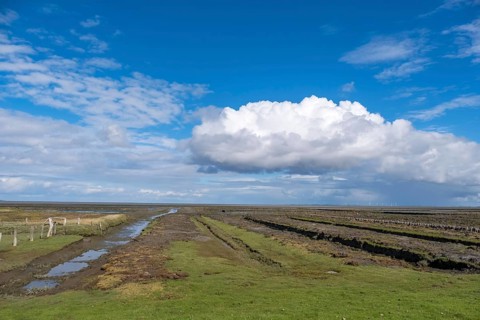 Landscape with dikes and drainage ditches, dike foreland, salt marshes, Föhr, North Frisian Island,