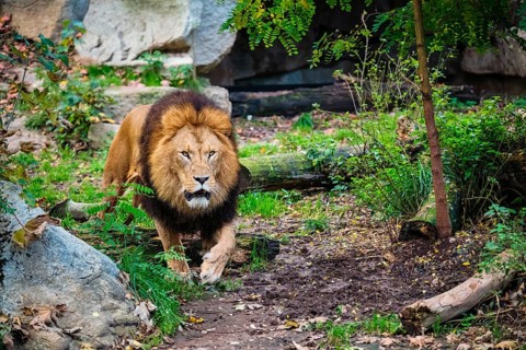 African Lion (Panthera Leo) in jungle forest